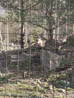 Foto: Lavinia Kunz, 2. Februar 2023; Wolf im Tierpark Dählhölzli, Bern